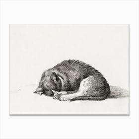 Rolled Up Lying Sleeping Cat, Jean Bernard Canvas Print