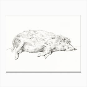Lying Pig, Jean Bernard Canvas Print
