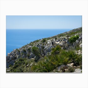 Goats on the mountainside near the Mediterranean coast Canvas Print