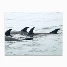 Dolphin Pod Canvas Print