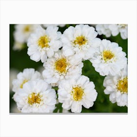 White Chrysanthemums Canvas Print