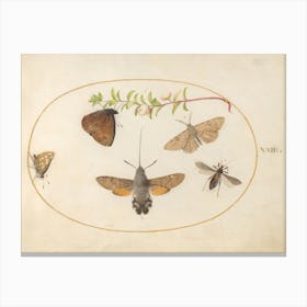 Hawk Moth, Butterflies, And Other Insects Around A Snowberry Sprig, Joris Hoefnagel Canvas Print