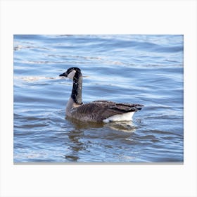 Goose Covered In Ice Canvas Print