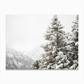 Snow Covered Fir Trees Canvas Print