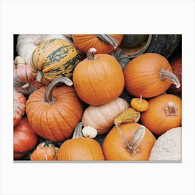 Farm Pumpkins Canvas Print