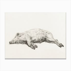 Lying Pig 3, Jean Bernard Canvas Print