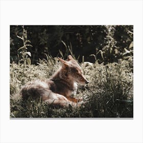 Sun Bathing Coyote Canvas Print