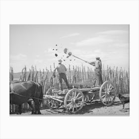 The Old Method Of Getting Rid Of Manure, Throwing It Over The Fence, Box Elder County, Utah By Russell Lee Canvas Print