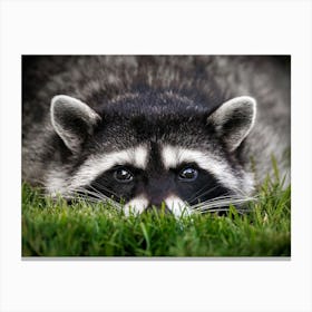 Cute Animal Portraits - Raccoon Canvas Print