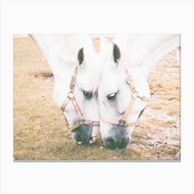 Two Horses Grazing Canvas Print