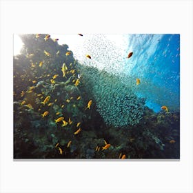 Egyptian Coral Reef Canvas Print