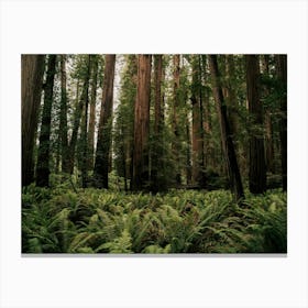 The Redwoods Canvas Print