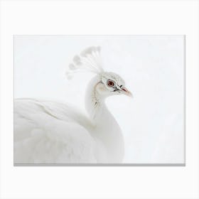 White Peacock 6 Canvas Print