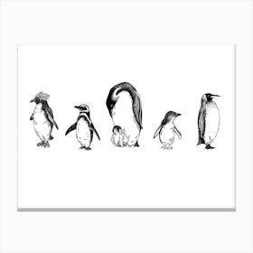 Penguin Line Up Canvas Print