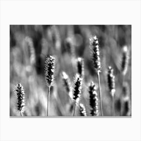 Weeds BW Canvas Print