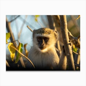 Monkey In The Trees At Caprivi Strip Namibia Lienzo