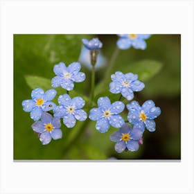 Forget Me Nots Canvas Print