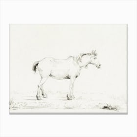 Standing Horse 1, Jean Bernard Canvas Print