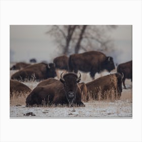 Winter Bison Herd Canvas Print