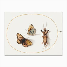 Two Views Of A Butterfly And A Mole Cricket (1575–1580), Joris Hoefnagel Canvas Print