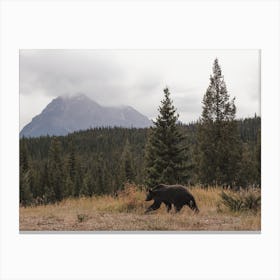 Bear Traversing Wilderness Canvas Print