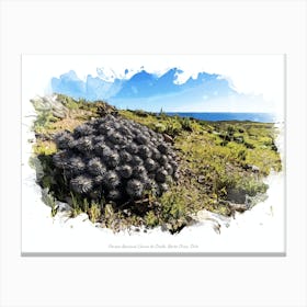 Parque Nacional Llanos De Challe, Norte Chico, Chile Canvas Print