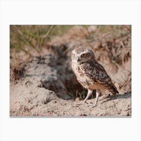 Arizona Burrowing Owl Canvas Print