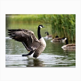 Canadian Geese 32 Canvas Print