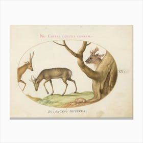 Quadervpedia Animals And Reptiles, Joris Hoefnagel (9) Canvas Print