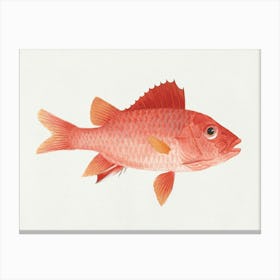 Unidentified Fish, Luigi Balugan Canvas Print