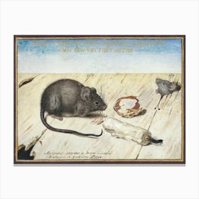 Two Mice (1594), Joris Hoefnagel Canvas Print