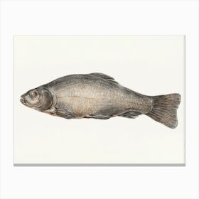 Fish 3, Jean Bernard Canvas Print
