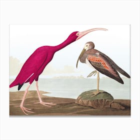 Scarlet Ibis Final Canvas Print