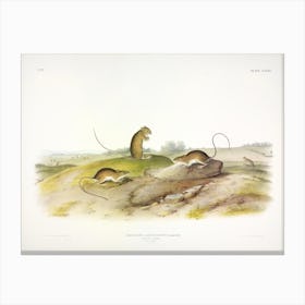 Jumping Mouse, John James Audubon Canvas Print