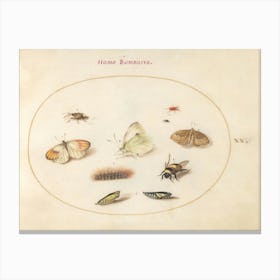 Three Butterflies, A Caterpillar, A Bee, Two Chrysalides, And Three Weevils, Joris Hoefnagel Canvas Print