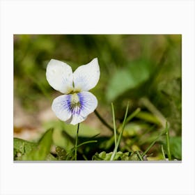 White Violet Closeup Canvas Print