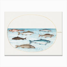 Salmon, Trout And Freshwater Fish (1575–1580), Joris Hoefnagel Canvas Print