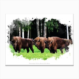 Belavezhskaya Pushcha National Park, Belarus Canvas Print