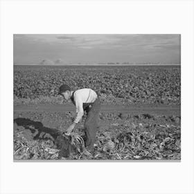 Untitled Photo, Possibly Related To Young Boy Beet Worker, Near Fisher, Minnesota By Russell Lee Canvas Print