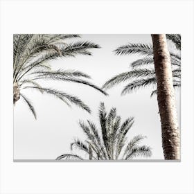 Palm Beach_2192465 Canvas Print