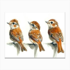 Three Birds 1 Canvas Print