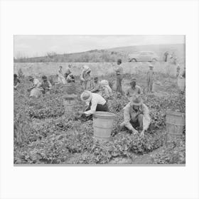 Pea Pickers At Work, Canyon County, Idaho, This Is Labor Supplied By Contractors By Russell Lee Canvas Print