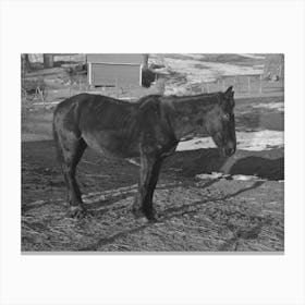 Blind And Thin Horse On Glen Cook S Farm Near Smithland, Iowa By Russell Lee Canvas Print