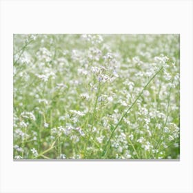 Botanical wild white radish flowers in a field art print - summer nature and travel photography by Christa Stroo Canvas Print