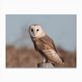 Barn Owl At Dusk Canvas Print