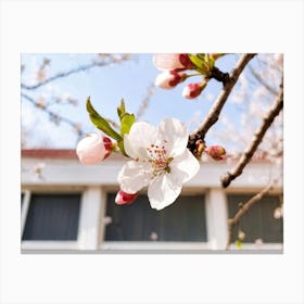 Cherry Blossoms 24 Canvas Print