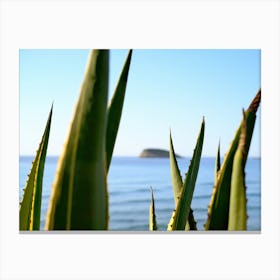 Agave with a Sea View // Ibiza Nature & Travel Photography Canvas Print