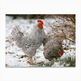 Two Chickens In Snow Canvas Print