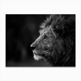 Portrait of a Lion at Sunset in Kenya  Canvas Print