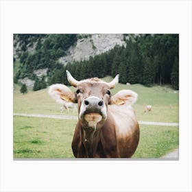 Brown Swiss Cow Canvas Print